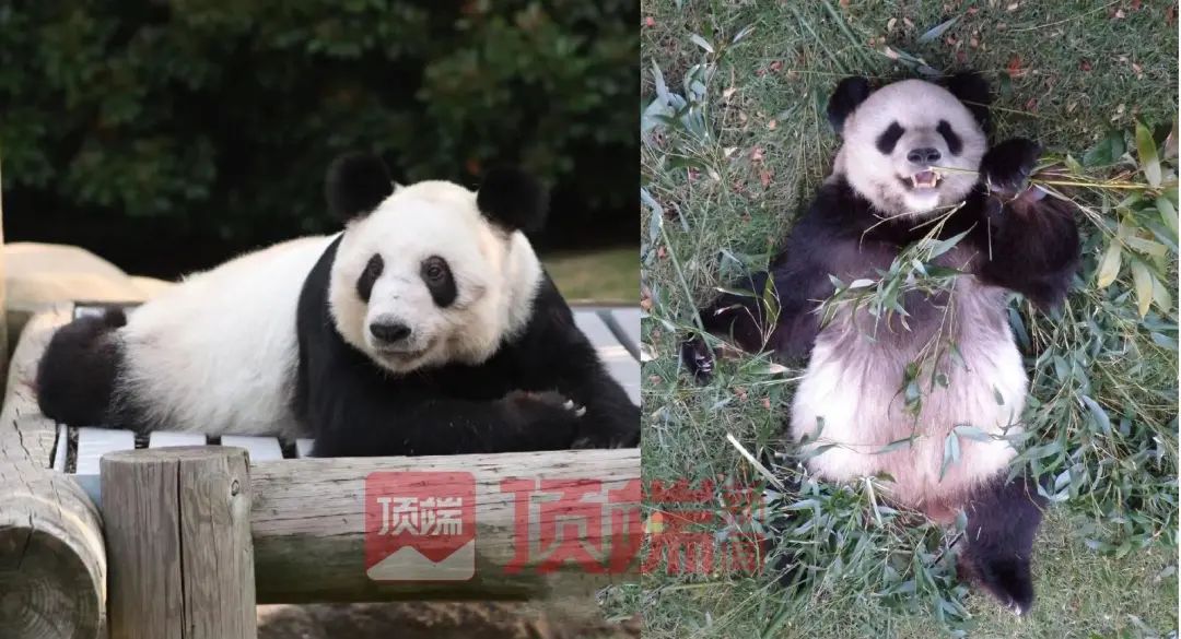 中国动物园协会通报!“丫丫”回国有望(图2) 24.jpg