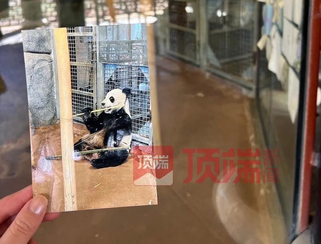 中国动物园协会通报!“丫丫”回国有望(图4) 27.jpg