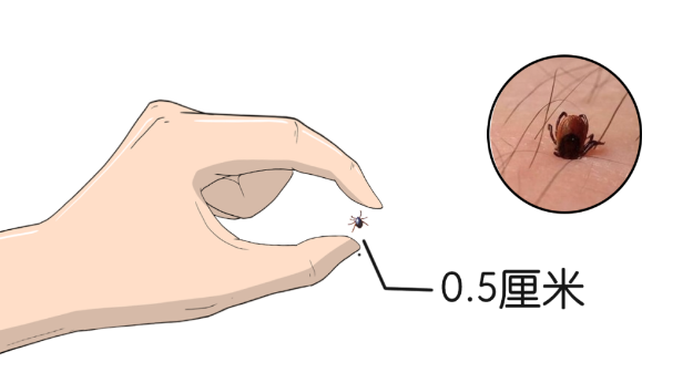 遇到这几种虫子,千万别拍死!否则后果可能会很严重……(图7) 74.png
