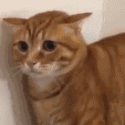 警察真上门抓我了?!(图3) 3.gif