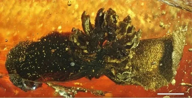 1500万年前的它,被发现了(图2) 42.jpg