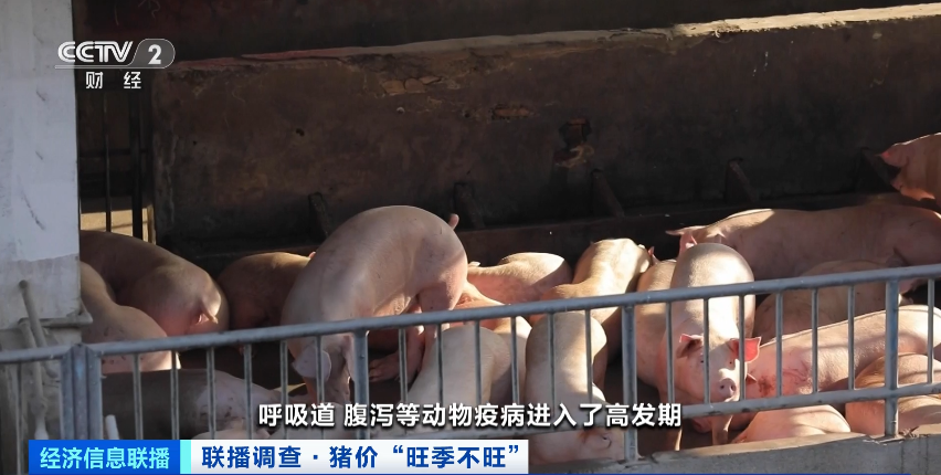 猪价大降超40%!(图1) 13.png