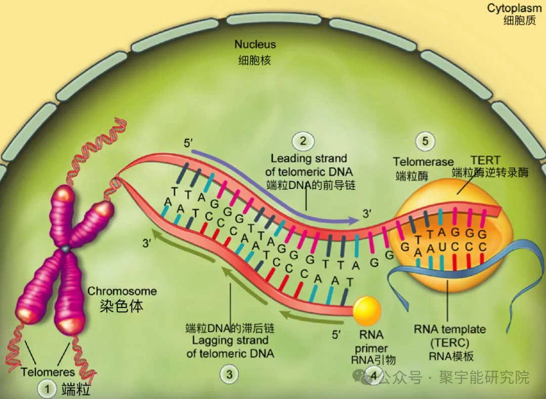 金日光教授:【《黄帝内经》所深藏的奥秘•之七十五】有些群友问我,人及各种动物的寿命究竟由什么决定?(图12) 13.png