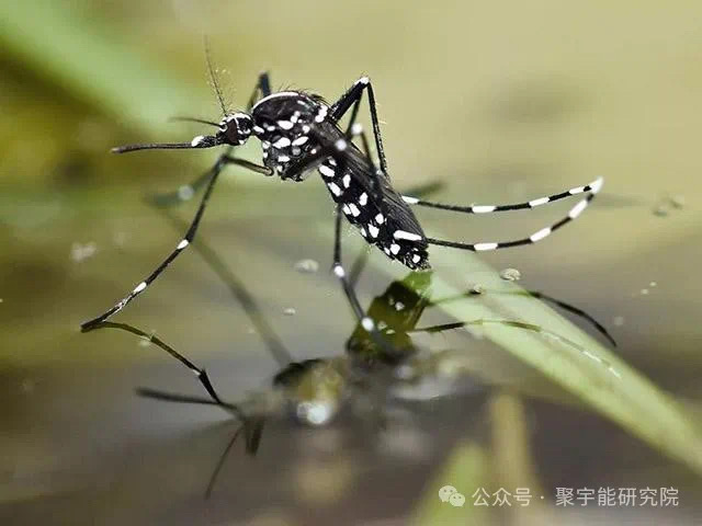 金日光教授:【《黄帝内经》所深藏的奥秘•之七十九】登革热病毒有什么特色?(图12) 5.jpg