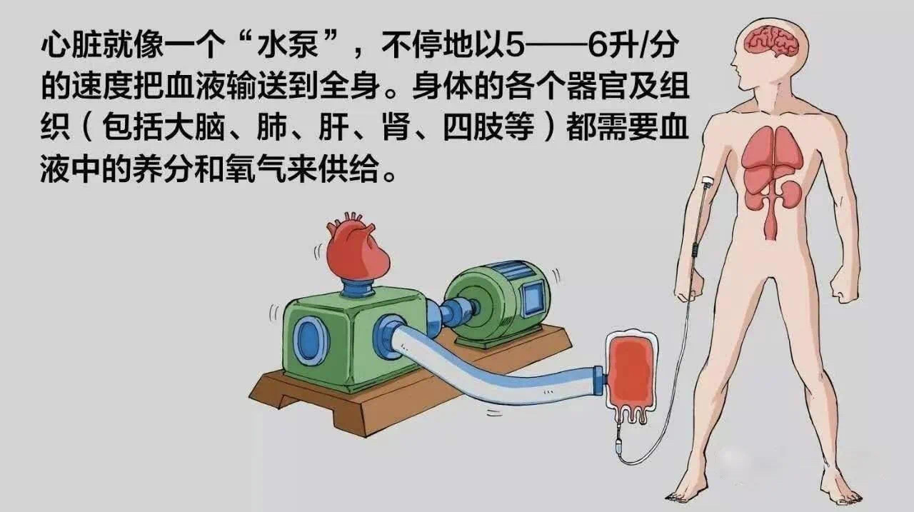 金日光教授：【永不忘当年钱老劝导我们“用当代科学传承《黄帝内经》医理和建立《中药本草》科学药理标准”的教导】• 二十一